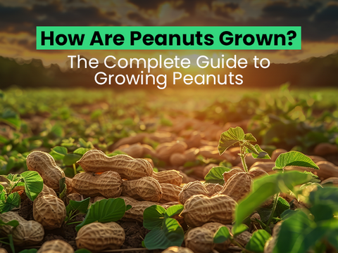 How Are Peanuts Grown? The Complete Guide to Growing Peanuts